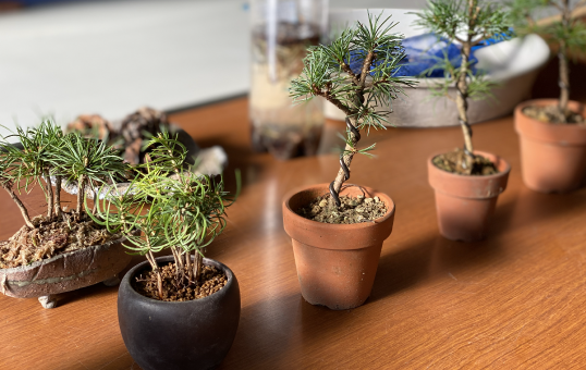 植えて数年しか経過していない小さな盆栽