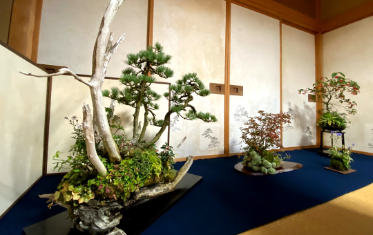 隆々たる枝の盆栽作品