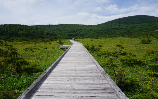 緑が生い茂る鎌沼探勝路