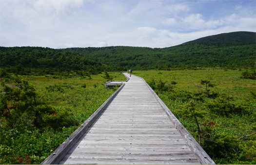 緑が生い茂る鎌沼探勝路